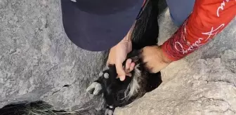 Elazığ'da Balıkçılar, Kayalıklara Sıkışan Keçi Yavrusunu Kurtardı