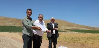 Elazığ'da Kırmızı Mercimek Hasadı Başladı