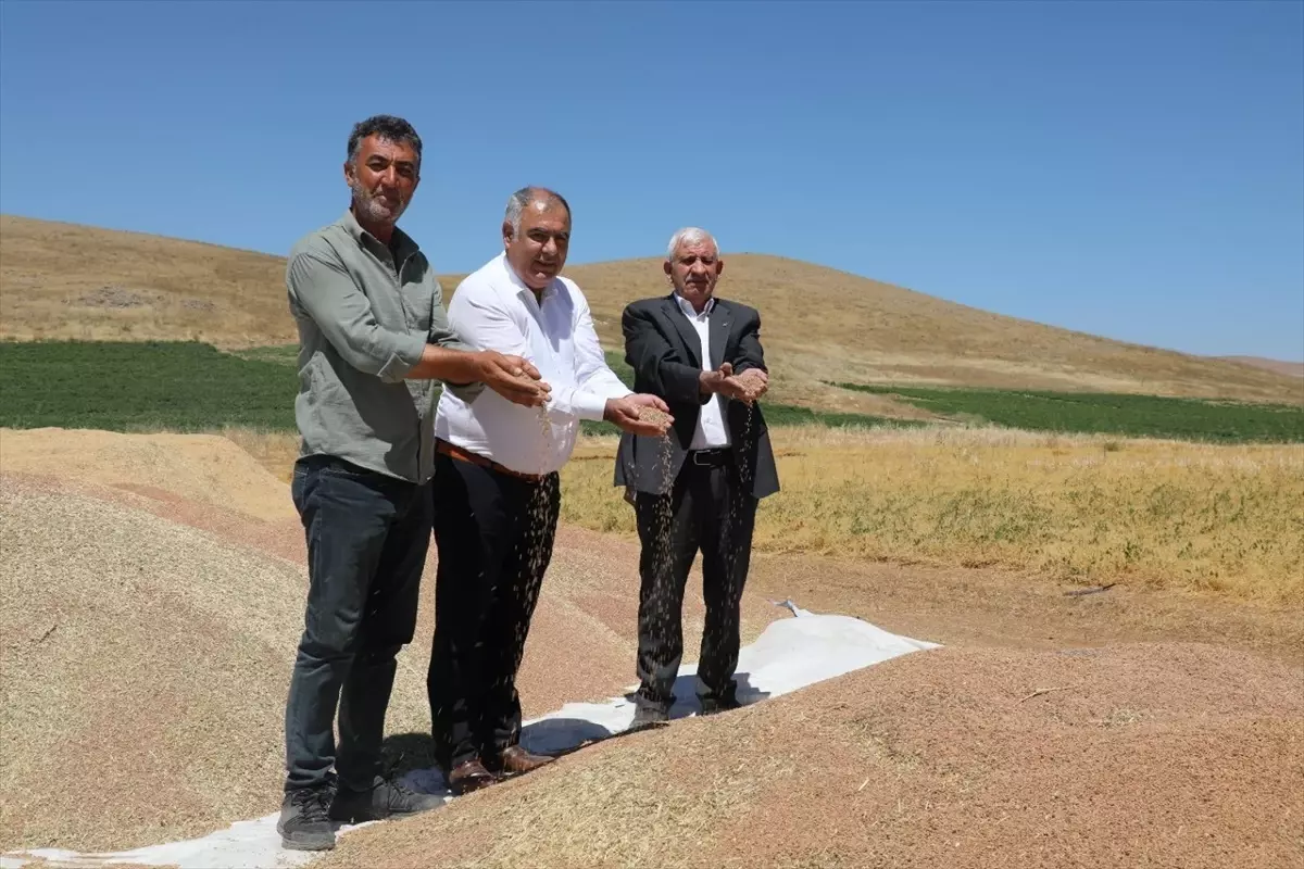 Elazığ'da Kırmızı Mercimek Hasadı Başladı