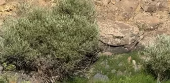 Elazığ'da Trafik Kazası: 1 Kişi Hayatını Kaybetti