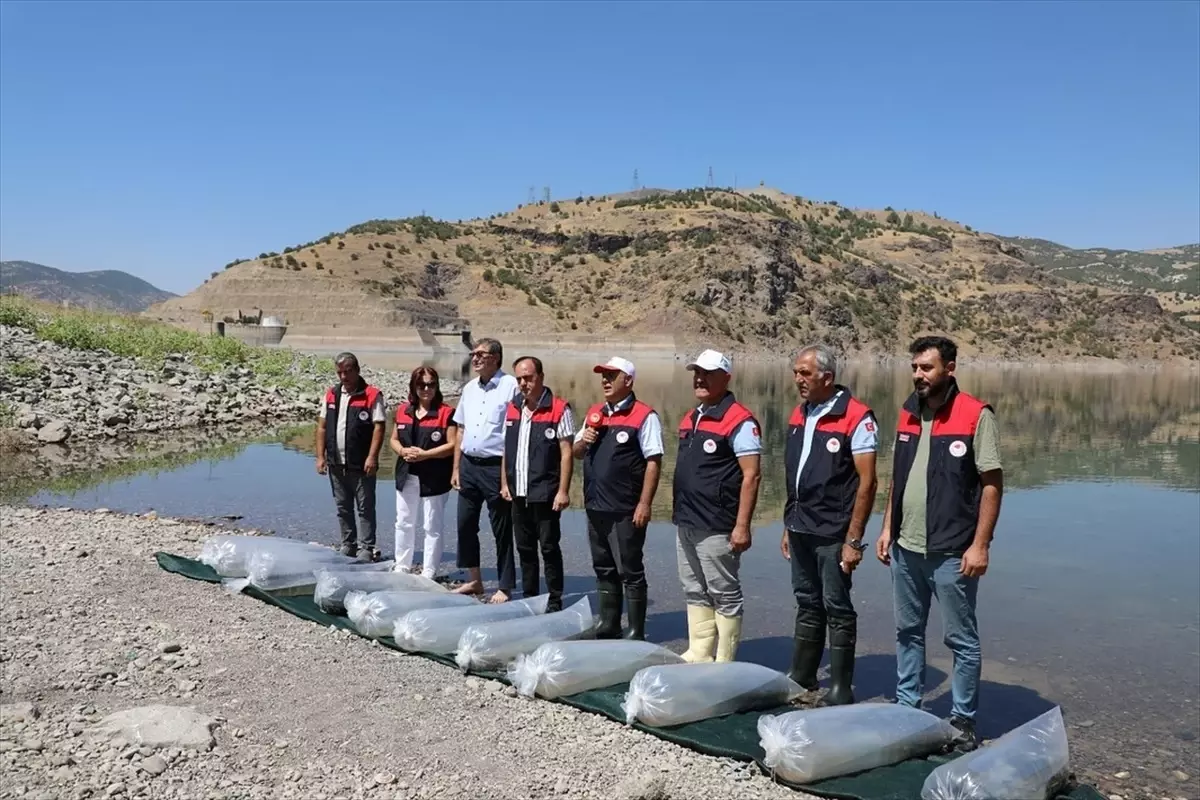 Elazığ'da 17 Milyon Yavru Sazan Su Kaynaklarına Bırakılacak