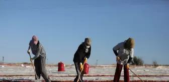 Elazığ'da Domates İhracatı Artıyor