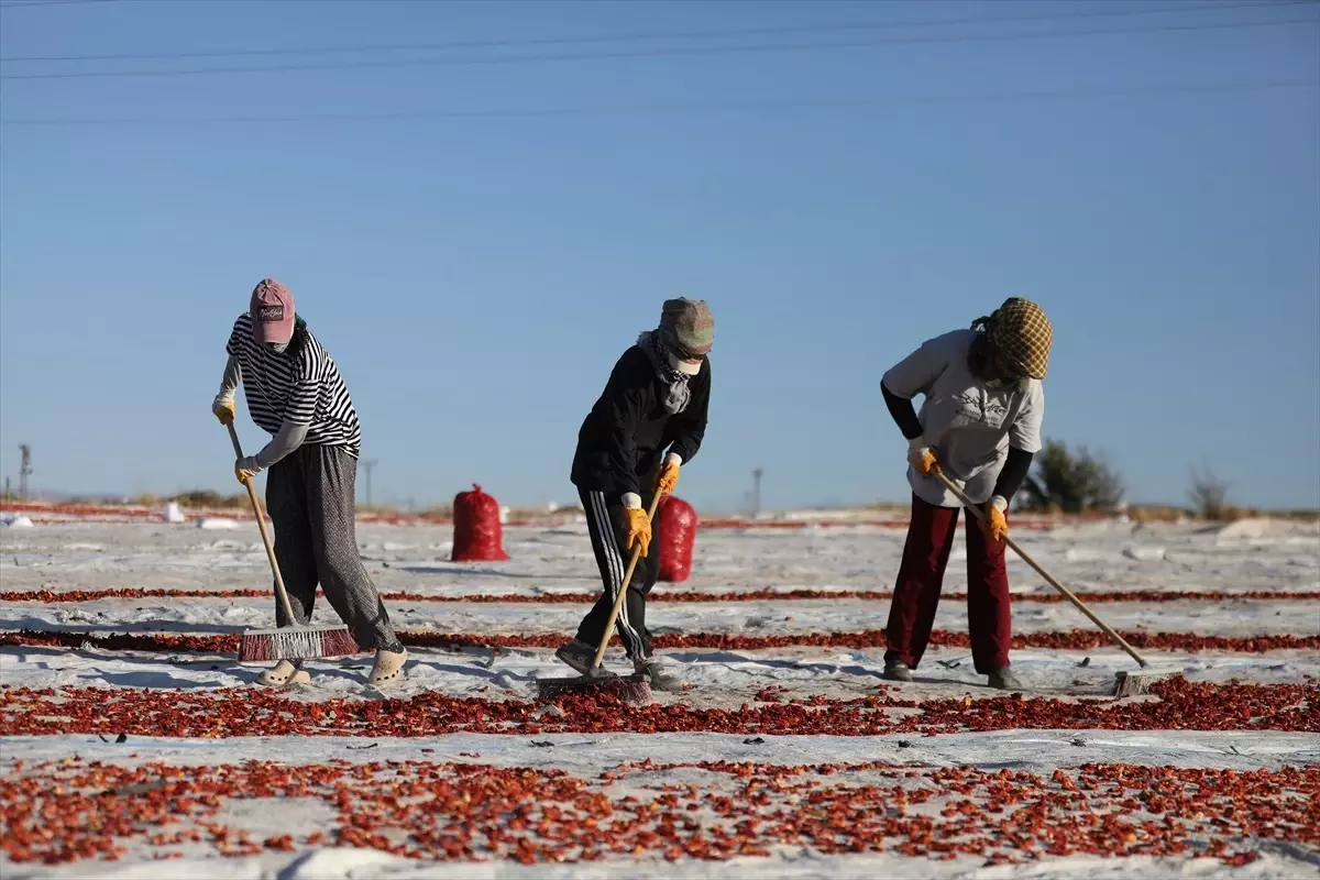 Elazığ'da Domates İhracatı Artıyor