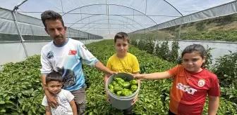Keban Biberinin Hasadı Başladı