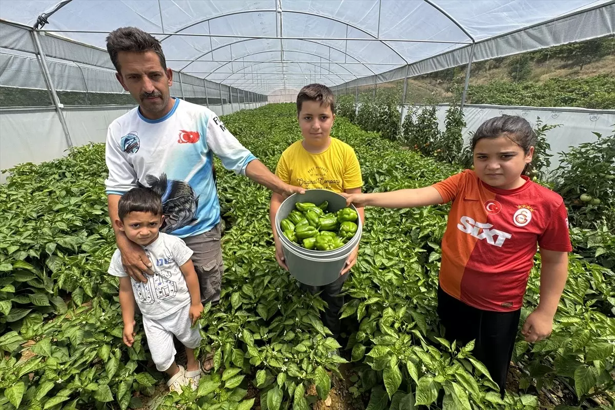 Keban Biberinin Hasadı Başladı
