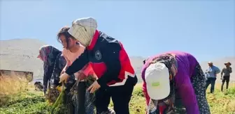 Elmalı'da Sarımsak Hasadı Başladı
