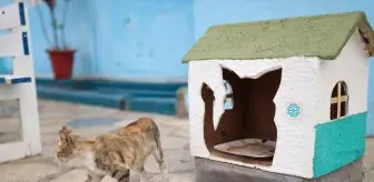 Emine Erdoğan'ın Sıfır Atık Girişimi, Senegal'de kedi evlerine ilham oldu