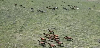 Yılkı Atları Emirdağ Yaylalarında Havadan Görüntülendi