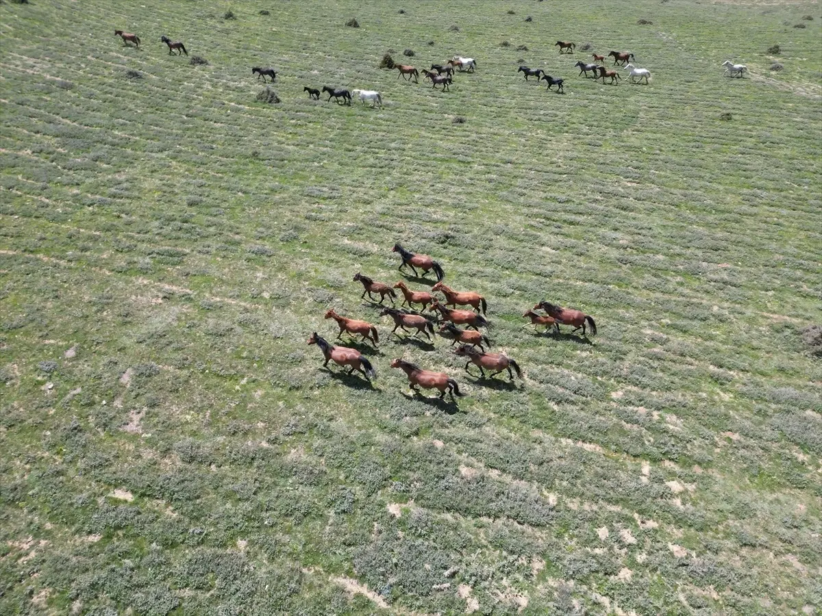 Yılkı Atları Emirdağ Yaylalarında Havadan Görüntülendi