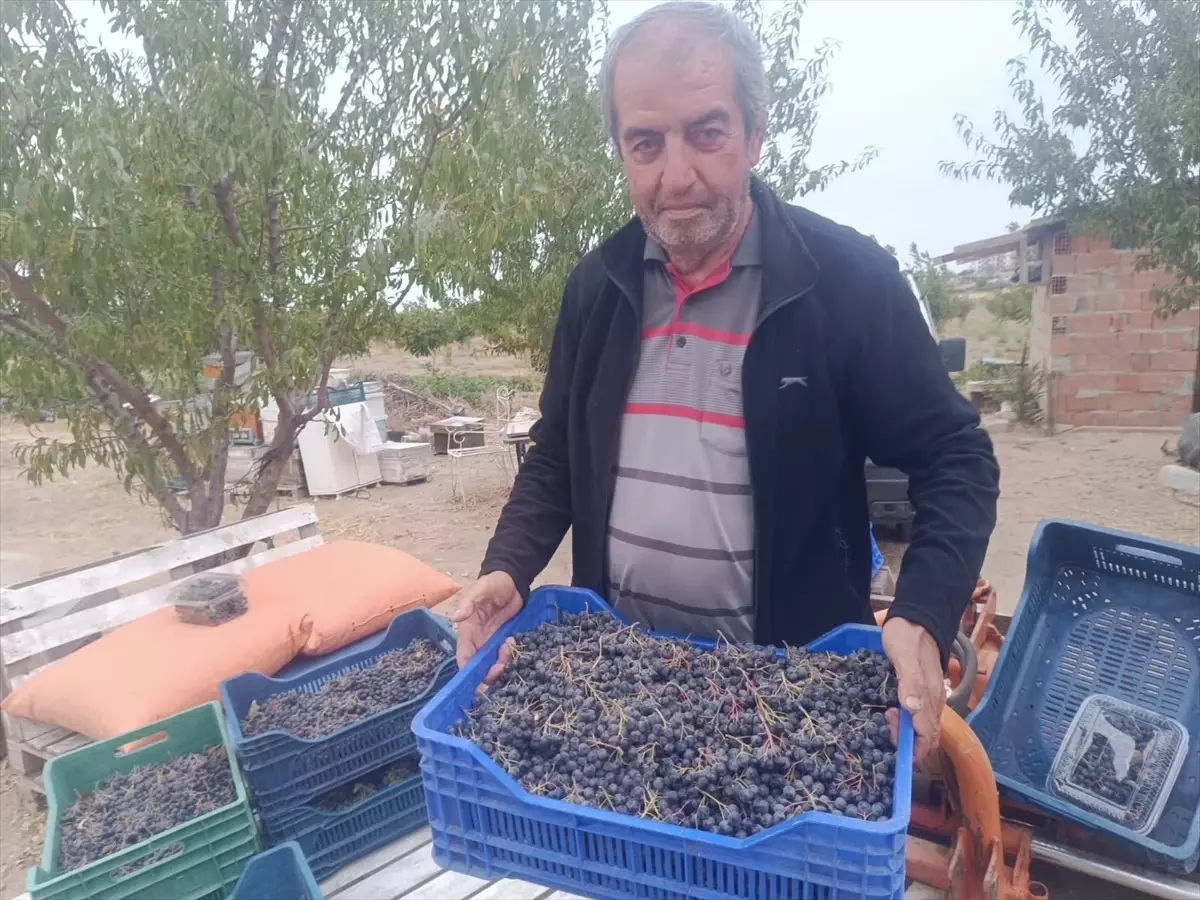 Emekli Veteriner Hekim, Enez'de Aronya Üretimiyle Girişimci Oldu