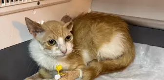 Zonguldak'ta Sahipsiz Kedi Hayata Döndü