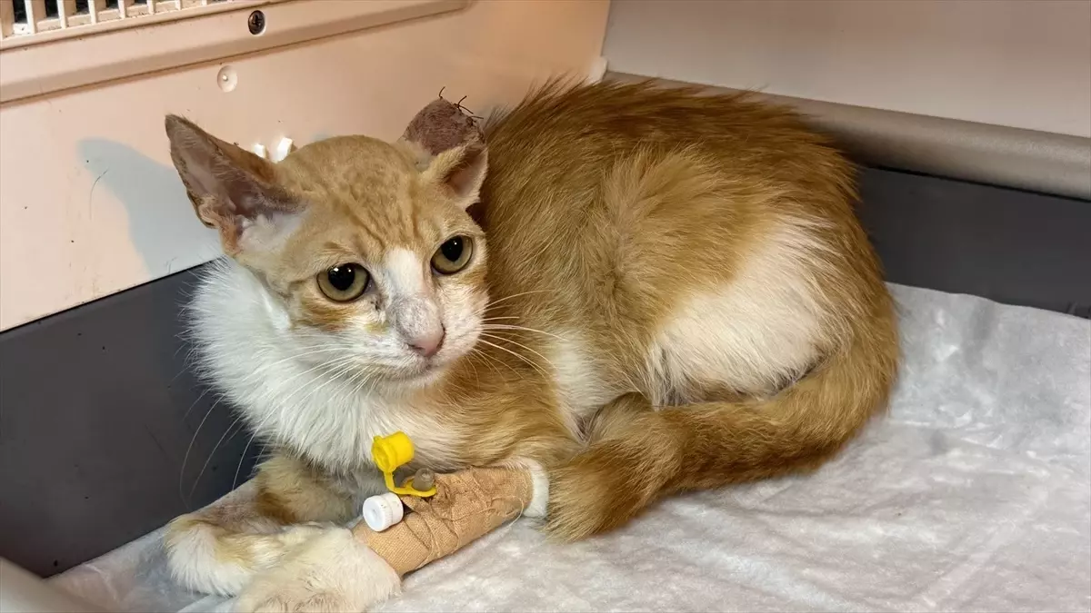 Zonguldak'ta Sahipsiz Kedi Hayata Döndü