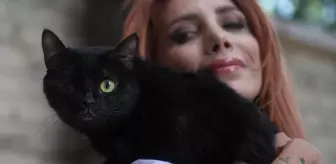 Zeytin Adım Adım İyileşiyor