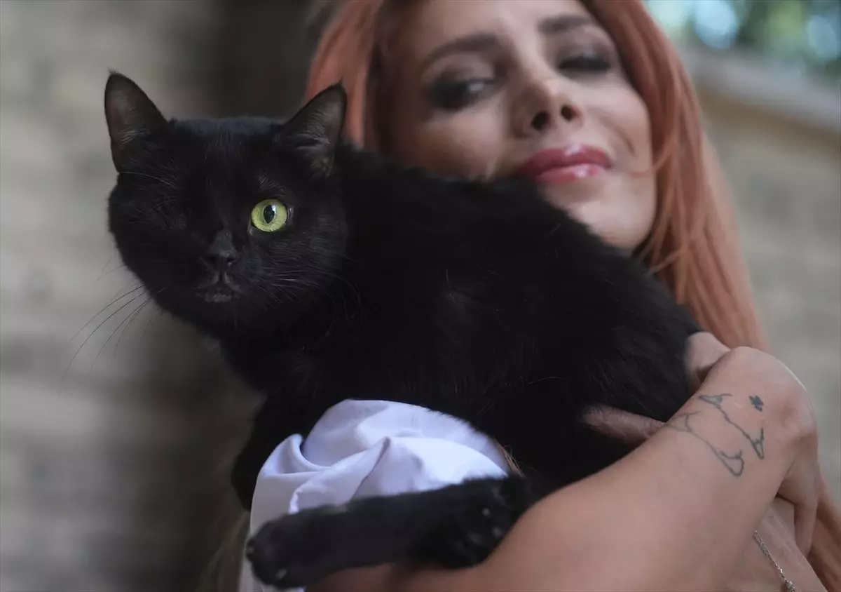 Zeytin Adım Adım İyileşiyor