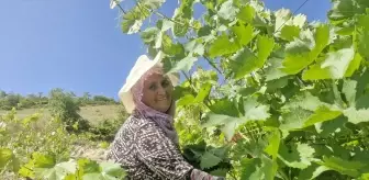 Erbaa Narince Bağ Yaprağı ile 2 Milyar Lira Gelir Bekleniyor