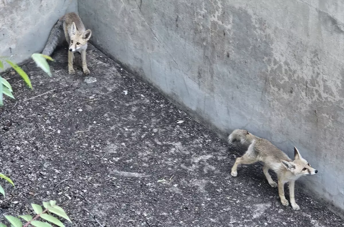 Erzincan'da İtfaiye Ekipleri Düşen Tilkileri Kurtardı