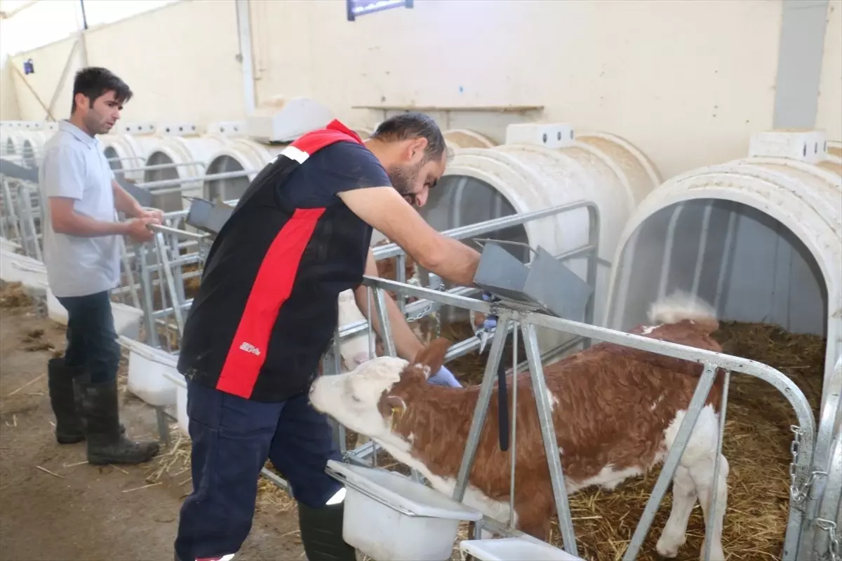 Erzincan'da Şap Hastalığıyla Mücadele İçin Yoğun Aşı Programı Uygulanıyor