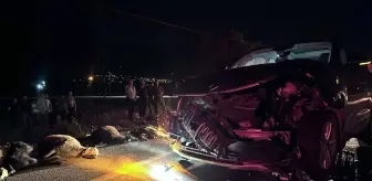 Erzincan'da SUV Aracın Çarptığı 23 Küçükbaş Hayvan Telef Oldu