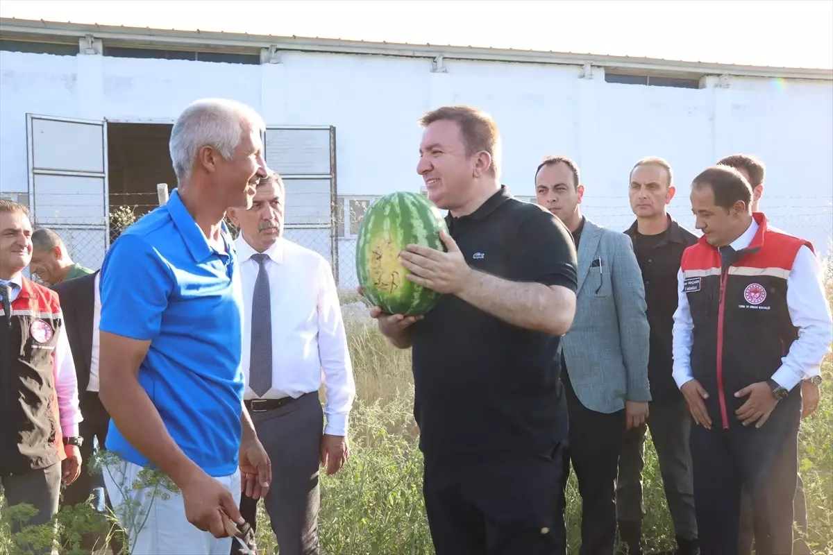 Erzincan'da Genç Çiftçinin Karpuz Hasadına Vali Aydoğdu Katıldı