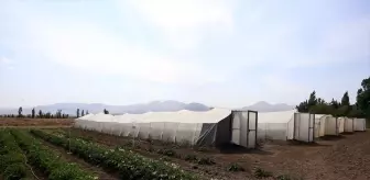 Erzurum'da Yeni Yerli Patates Tohumları Geliştirildi