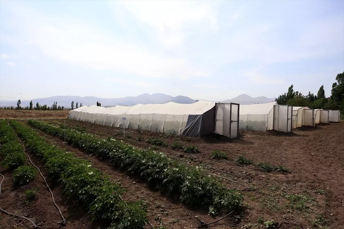 Erzurum'da Yeni Yerli Patates Tohumları Geliştirildi