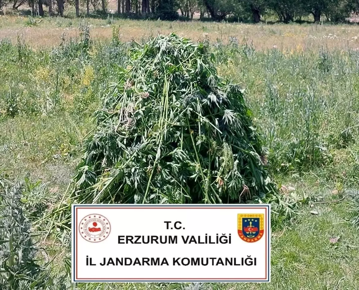 Erzurum'da Kenevir Operasyonu: 867 Kök Ele Geçirildi