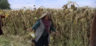 Kadın Kooperatifi Tarımsal Üretimle Ekonomiye Katkı Sağlıyor