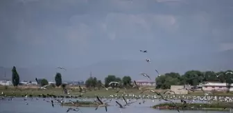 Erzurum'un Sulak Alanlarında Kuş Sayısında Artış