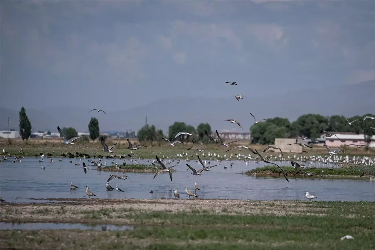 Erzurum'un Sulak Alanlarında Kuş Sayısında Artış