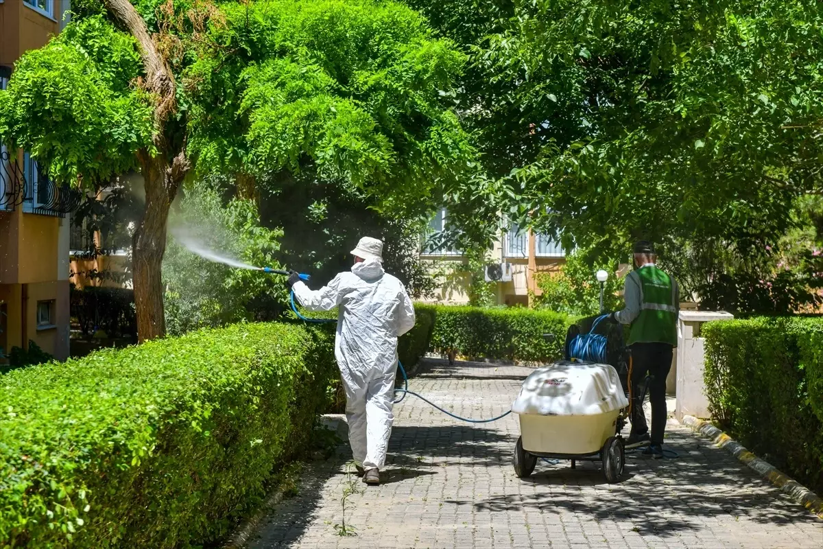 Esenyurt'ta Teke Böceğiyle Mücadele İçin İlaçlama Başlatıldı
