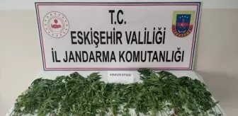 Eskişehir'de Uyuşturucu Operasyonu: 120 Kök Hint Keneviri Ele Geçirildi