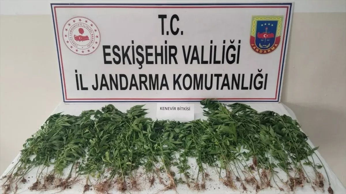 Eskişehir'de Uyuşturucu Operasyonu: 120 Kök Hint Keneviri Ele Geçirildi