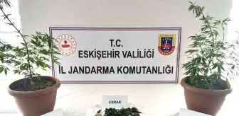 Eskişehir'de Balkonunda Hint Keneviri Yetiştiren Zanlı Gözaltına Alındı