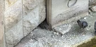 Eskişehir'de Porsuk Çayı Kenarında Fareler Rahatsız Ediyor