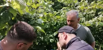 Giresun'da Samuray Arıları Doğaya Salındı