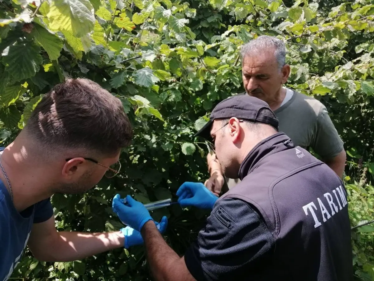 Giresun'da Samuray Arıları Doğaya Salındı