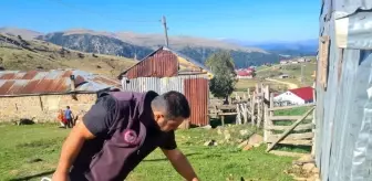 Espiye'de Şap Aşısı ve Küpeleme Çalışmaları Gerçekleştirildi