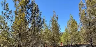 Fethiye'de Orman Yangınına Hızla Müdahale