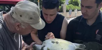 Fethiye'de İtfaiye Ekipleri Caretta Caretta'yı Kurtardı