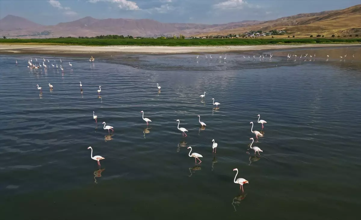 Van Gölü'nde Flamingo Şöleni