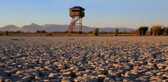 Akgöl Sazlıkları'ndaki Kuraklık Kuş Gözlemcilerini Endişelendiriyor