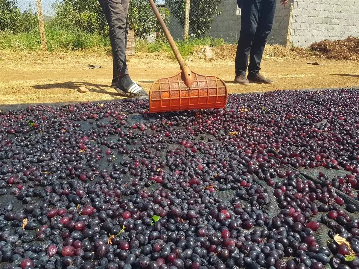 Gaziantep'te Yöresel Üzümlerin Kurutulmasına Başlandı