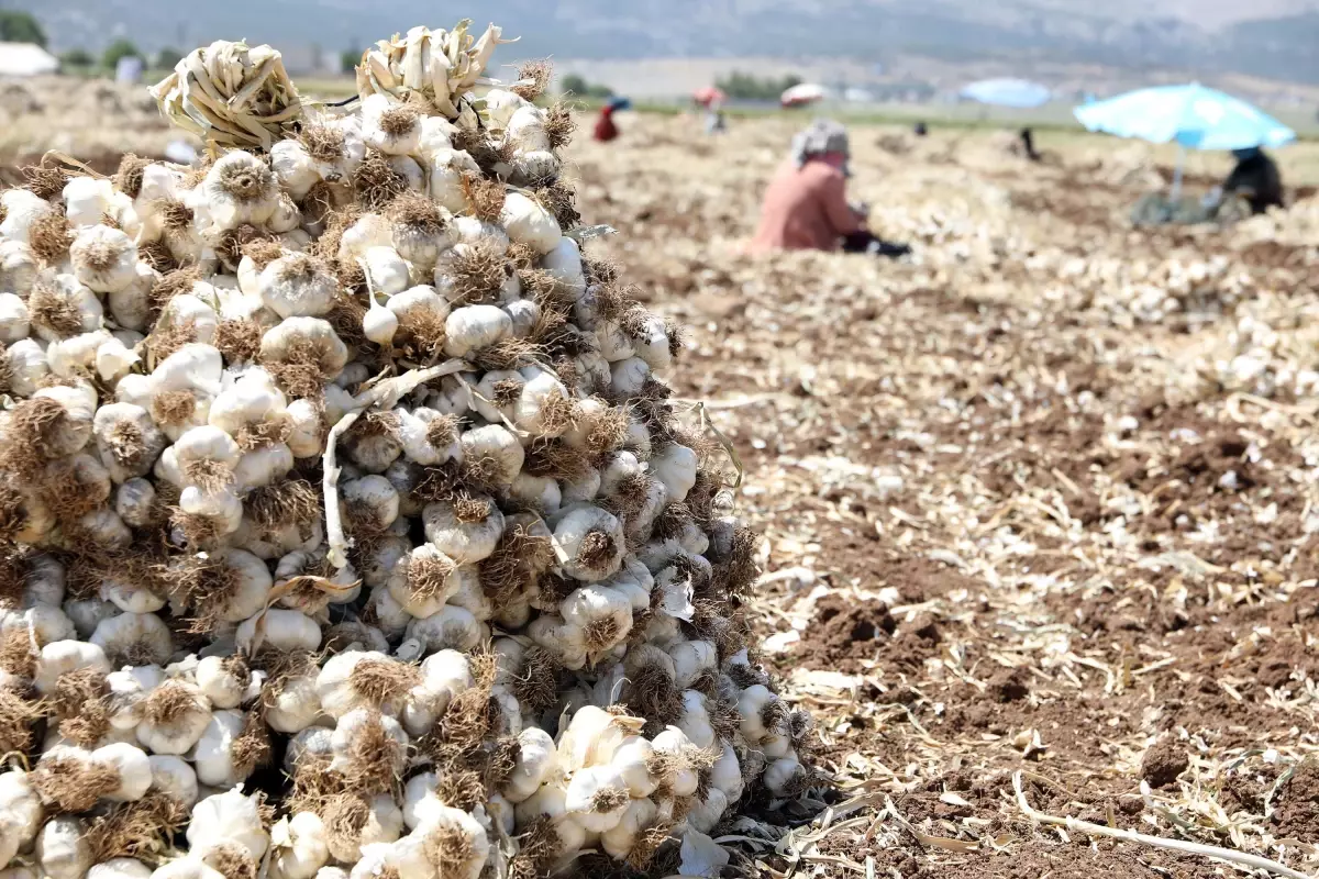 Gaziantep'te Sarımsak Hasadı Başladı: Rekolte Yüzde 30 Arttı