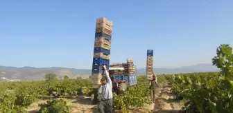 İslahiye'de Üzüm Hasadı Başladı, Rekolte Düşüklüğü Endişe Veriyor