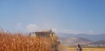 Gaziantep'te Yağlık Mısır Hasadı Başladı