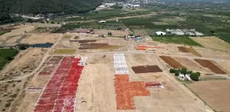 Manisa'nın Gediz Ovası Kurutmalık Ürünlerle Şenlendi