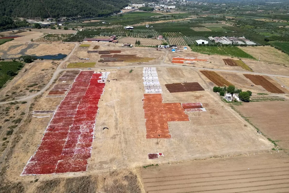 Manisa'nın Gediz Ovası Kurutmalık Ürünlerle Şenlendi