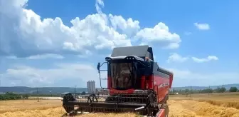 Gelibolu'da İlk Arpa Hasadı Yapıldı