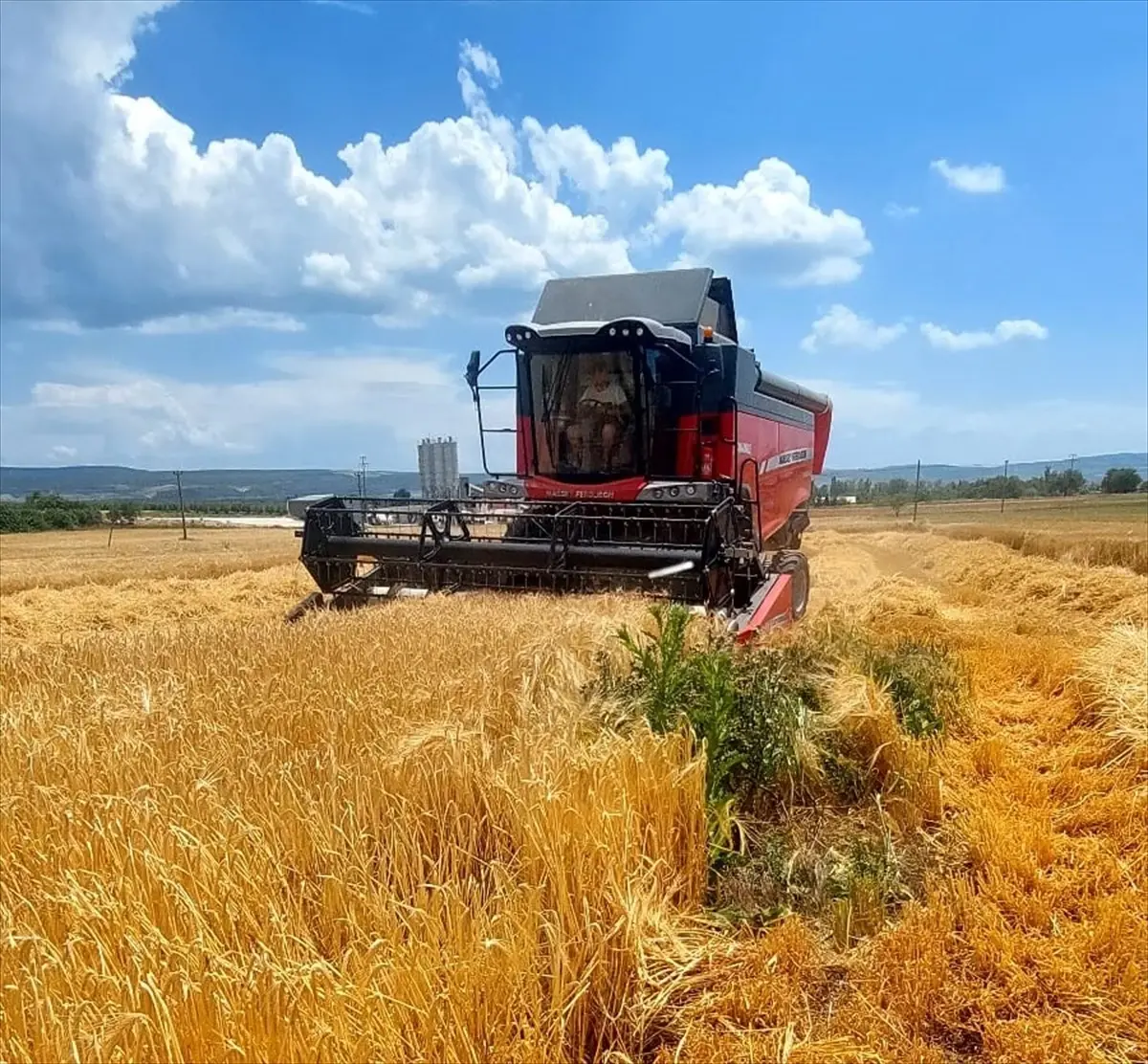 Gelibolu'da İlk Arpa Hasadı Yapıldı
