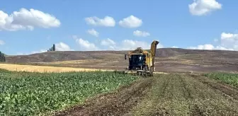 Sivas'ın Gemerek İlçesinde Sezonun İlk Pancar Hasadı Yapıldı